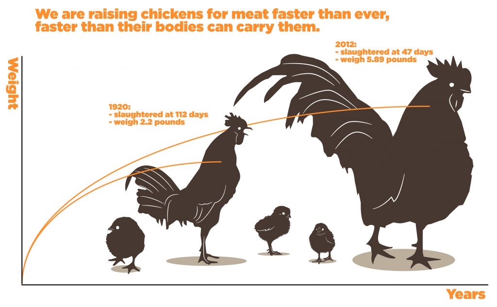 Com’è cambiato l’allevamento dei polli nel&nbsp;tempo?